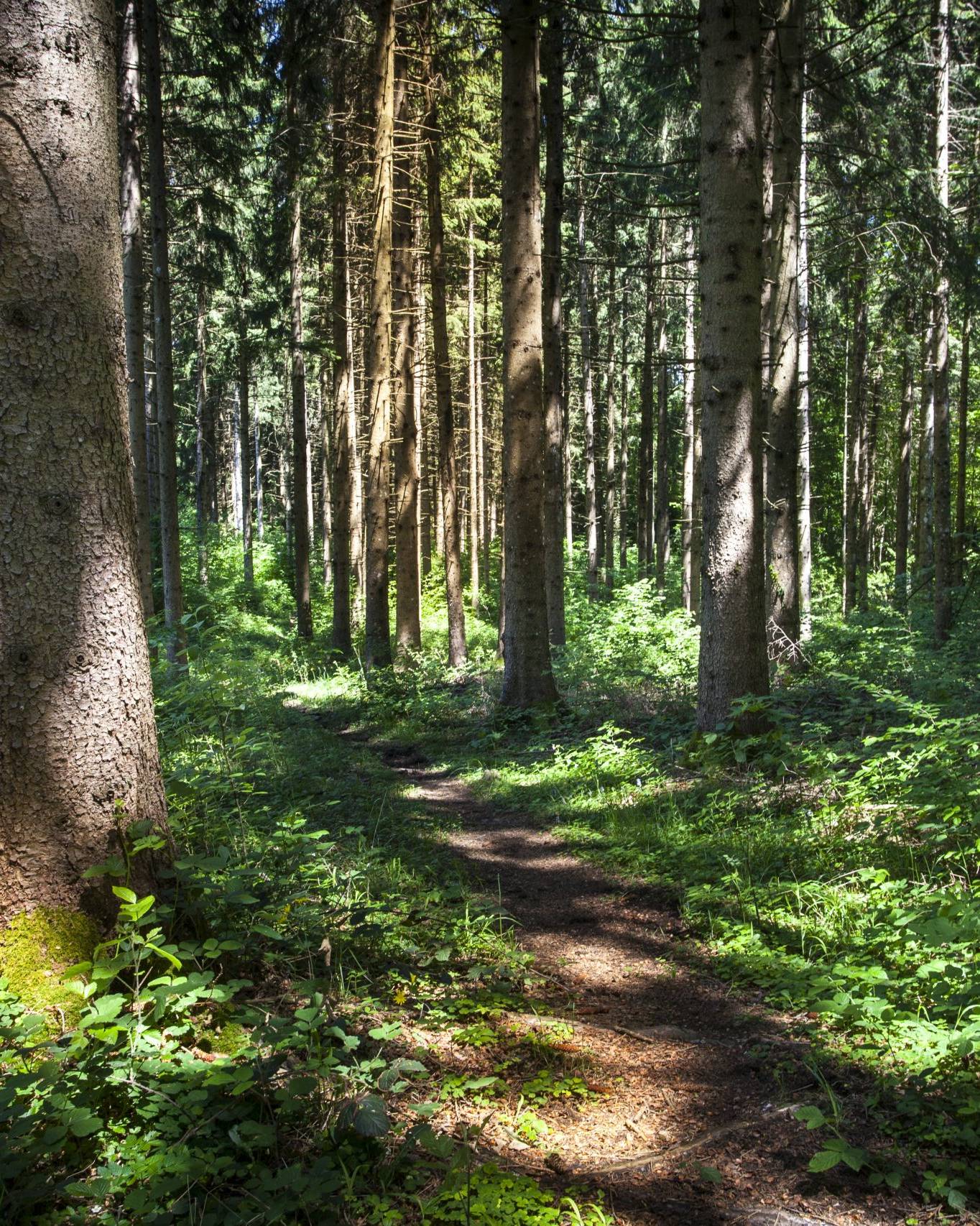 Ascheverstreuung